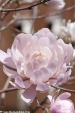 Centennial Blush Star Magnolia - 3 Gallon Pot -Green Haven Shop Magnolia stellata centennial blush 3