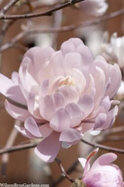 Centennial Blush Star Magnolia - 3 Gallon Pot