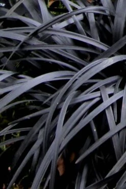 Black Mondo Grass - Ophiopogon Planiscapus 'Nigrescens' - 18 Count Flat Of Pint Pots -Green Haven Shop Mondo Grass Black 10 1