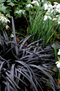 Black Mondo Grass - Ophiopogon Planiscapus 'Nigrescens' - 18 Count Flat Of Pint Pots -Green Haven Shop Mondo Grass Black 11 1