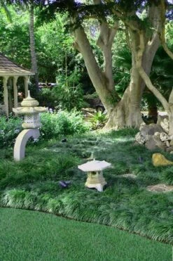 Tall Mondo Grass - 6 Pack Of 1 Gallon Pots - ON SALE! -Green Haven Shop Mondo Grass Black 25