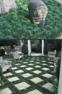 Dwarf Mondo Grass - 36 Pack Of 3.5" Pint Pots -Green Haven Shop Mondo Grass Dwarf Rev 500x750 1