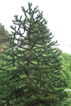 Monkey Puzzle Tree (Araucaria Auracana) - 1 Gallon Pot -Green Haven Shop Monkey Puzzle Tree 2