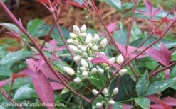 Flirt Dwarf Nandina - 2 Gallon Pot -Green Haven Shop Nandina Flirt 12