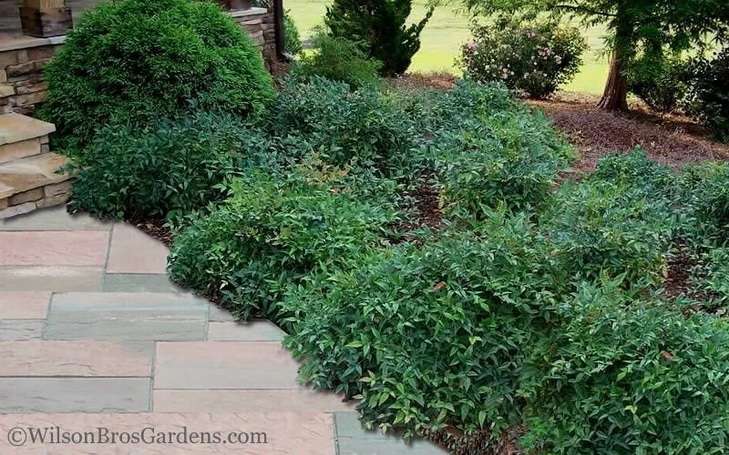 Harbor Belle Dwarf Nandina - 1 Gallon Pot 4 Harbor Belle Dwarf Nandina - 1 Gallon Pot - Image 4