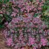 Harbor Belle Dwarf Nandina - 1 Gallon Pot
