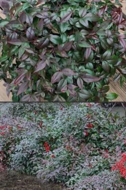 Harbor Belle Dwarf Nandina - 1 Gallon Pot 10 Harbor Belle Dwarf Nandina - 1 Gallon Pot -Green Haven Shop Nandina Harbor Belle 500x750 1
