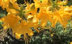 Admiral Semmes Native Azalea - Rhododendron - 3 Gallon Pot -Green Haven Shop Native Azalea Admiral Semmes 12