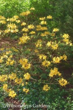 Admiral Semmes Native Azalea - Rhododendron - 3 Gallon Pot -Green Haven Shop Native Azalea Admiral Semmes 22 500x750 1
