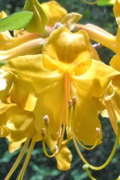 Admiral Semmes Native Azalea - Rhododendron - 3 Gallon Pot -Green Haven Shop Native Azalea Admiral Semmes 500x750 1