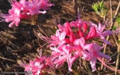 Candy Striper Native Azalea - Rhododendron Canescens - 3 Gallon Pot -Green Haven Shop Native Azalea Candy Striper 1