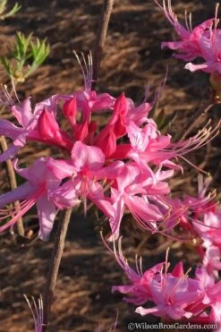 Candy Striper Native Azalea - Rhododendron Canescens - 3 Gallon Pot -Green Haven Shop Native Azalea Candy Striper 2
