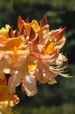 Dancing Rabbit Aromi Azalea (Rhododendron Hybrid) - 3 Gallon Pot -Green Haven Shop Native Azalea Dancing Rabbit 2