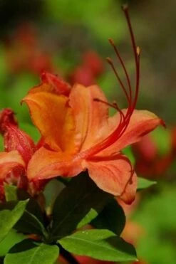 Flame Azalea (Rhododendron Calendulaceum) - 3 Gallon Pot -Green Haven Shop Native Azalea Flame 1