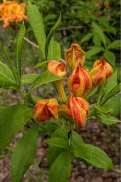 Flame Azalea (Rhododendron Calendulaceum) - 3 Gallon Pot -Green Haven Shop Native Azalea Flame 14