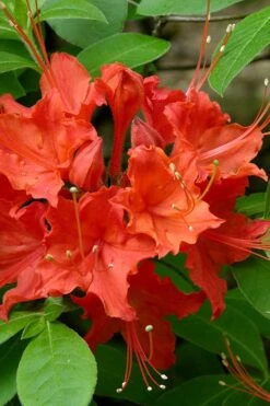Flame Azalea (Rhododendron Calendulaceum) - 3 Gallon Pot -Green Haven Shop Native Azalea Flame 16