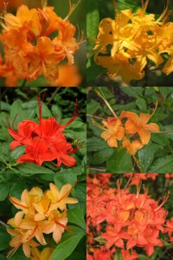Flame Azalea (Rhododendron Calendulaceum) - 3 Gallon Pot -Green Haven Shop Native Azalea Flame 17