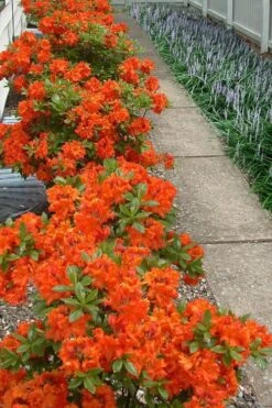 Flame Azalea (Rhododendron Calendulaceum) - 3 Gallon Pot
