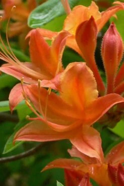 Flame Azalea (Rhododendron Calendulaceum) - 3 Gallon Pot -Green Haven Shop Native Azalea Flame 4