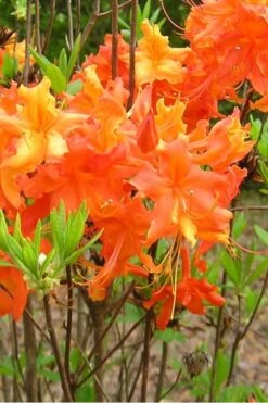 Frontier Gold Aromi Azalea (Rhododendron Hybrid) - 3 Gallon Pot -Green Haven Shop Native Azalea Frontier Gold 2 1