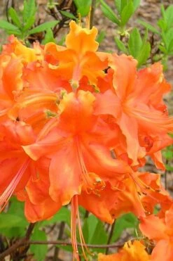 Frontier Gold Aromi Azalea (Rhododendron Hybrid) - 3 Gallon Pot
