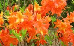 Frontier Gold Aromi Azalea (Rhododendron Hybrid) - 1 Gallon Pot -Green Haven Shop Native Azalea Frontier Gold 4
