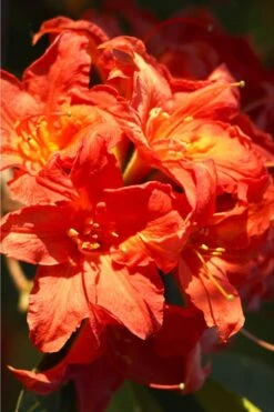 Great Balls Of Fire Aromi Azalea (Rhododendron) - 1 Gallon Pot -Green Haven Shop Native Azalea Great Balls Of Fire 1