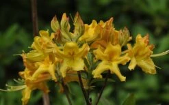 Jane's Gold Aromi Azalea (Rhododendron Hybrid) - 3 Gallon Pot 11 Jane's Gold Aromi Azalea (Rhododendron Hybrid) - 3 Gallon Pot -Green Haven Shop Native Azalea Janes Gold 1