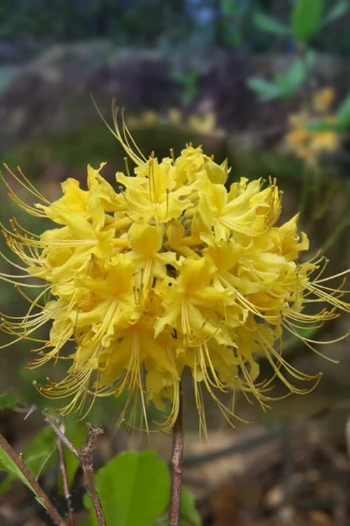 Lemon Lush Azalea (Rhododendron Austrinum) - 3 Gallon Pot 1 Lemon Lush Azalea (Rhododendron Austrinum) - 3 Gallon Pot
