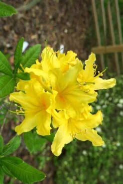 Lemonade Aromi Azalea (Rhododendron Hybrid) - 1 Gallon Pot -Green Haven Shop Native Azalea Lemonade 10