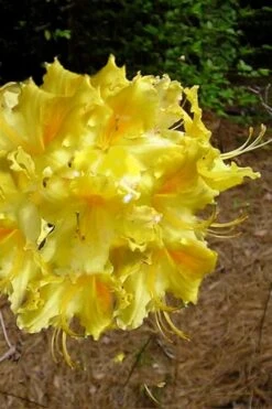 Lemonade Aromi Azalea (Rhododendron Hybrid) - 1 Gallon Pot