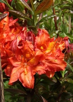 Mary Poppins Azalea (Rhododendron) - 3 Gallon Pot -Green Haven Shop Native Azalea Mary Poppins 5 1