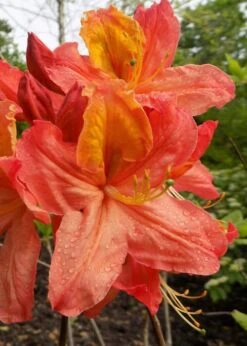 New Products 7 Mary Poppins Azalea (Rhododendron) - 5 Gallon Pot