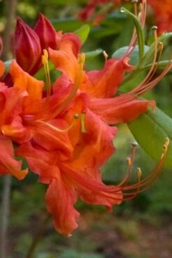Oconee Native Azalea - Rhododendron Flammeum Speciosum - 1 Gallon Pot 9 Oconee Native Azalea - Rhododendron Flammeum Speciosum - 1 Gallon Pot -Green Haven Shop Native Azalea Oconee Flammeum 12 1
