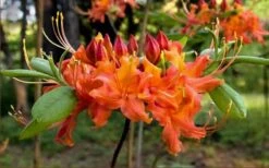 Oconee Native Azalea - Rhododendron Flammeum Speciosum - 3 Gallon Pot -Green Haven Shop Native Azalea Oconee Flammeum 20