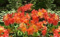Oconee Native Azalea - Rhododendron Flammeum Speciosum - 1 Gallon Pot 10 Oconee Native Azalea - Rhododendron Flammeum Speciosum - 1 Gallon Pot -Green Haven Shop Native Azalea Oconee Flammeum 4 1
