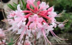 Varnadoes Phlox Pink Native Azalea - Rhododendron Canescens - 1 Gallon Pot -Green Haven Shop Native Azalea Phlox Pink 30