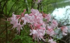 Pink Alabama Native Azalea - Rhododendron - 3 Gallon Pot -Green Haven Shop Native Azalea Pink Alabamense 3