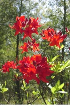 Radiant Red Aromi Azalea (Rhododendron Hybrid) - 1 Gallon Pot -Green Haven Shop Native Azalea Radiant Red 6 1