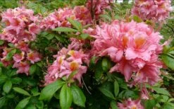 Samford Sorbet Native Azalea (Rhododendron) - 3 Gallon Pot -Green Haven Shop Native Azalea Samford Sorbet 1