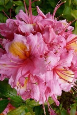 Samford Sorbet Native Azalea (Rhododendron) - 3 Gallon Pot -Green Haven Shop Native Azalea Samford Sorbet 10