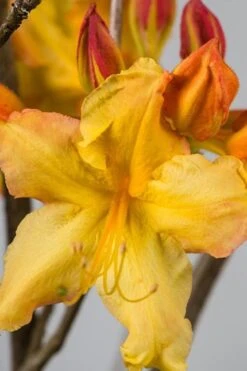 Solar Flare Sunbow Azalea - 3 Gallon Pot -Green Haven Shop Native Azalea Solar Flare Sunbow BS