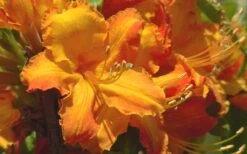 Solar Glow Sunbow Azalea - 3 Gallon Pot -Green Haven Shop Native Azalea Solar Glow 2