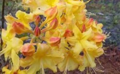Solar Flare Sunbow Azalea - 3 Gallon Pot -Green Haven Shop Native Azalea Solor Flare Sunbow 3