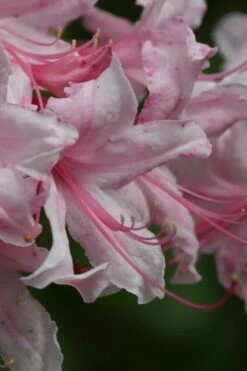 Spring Sensation Aromi Azalea (Rhododendron Hybrid) - 3 Gallon Pot -Green Haven Shop Native Azalea Spring Sensation 2 1
