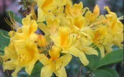 Sunny Side Up Aromi Azalea (Rhododendron Hybrid) - 1 Gallon Pot -Green Haven Shop Native Azalea Sunny Side Up 5