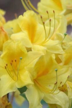 Sunny Side Up Aromi Azalea (Rhododendron Hybrid) - 1 Gallon Pot -Green Haven Shop Native Azalea Sunny Side Up 6