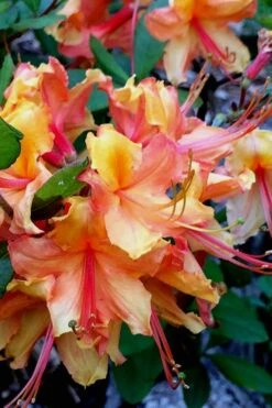 Tallulah Sunrise Native Azalea (Rhododendron) - 1 Gallon Pot 15 Tallulah Sunrise Native Azalea (Rhododendron) - 1 Gallon Pot -Green Haven Shop Native Azalea Tallulah Sunrise 21
