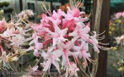 Varnadoes Phlox Pink Native Azalea - Rhododendron Canescens - 1 Gallon Pot -Green Haven Shop Native Azalea Varnadoes Pink Phlox 50