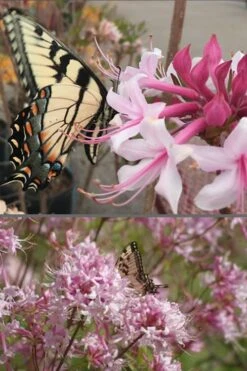 Varnadoes Phlox Pink Native Azalea - Rhododendron Canescens - 1 Gallon Pot -Green Haven Shop Native Azalea Varnadoes Pink Phlox 55